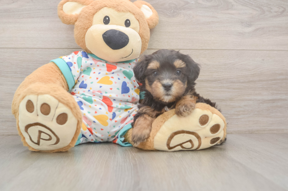 6 week old Havapoo Puppy For Sale - Fairfield Furbabies