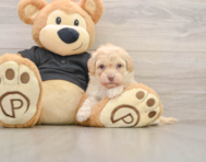 7 week old Havapoo Puppy For Sale - Fairfield Furbabies