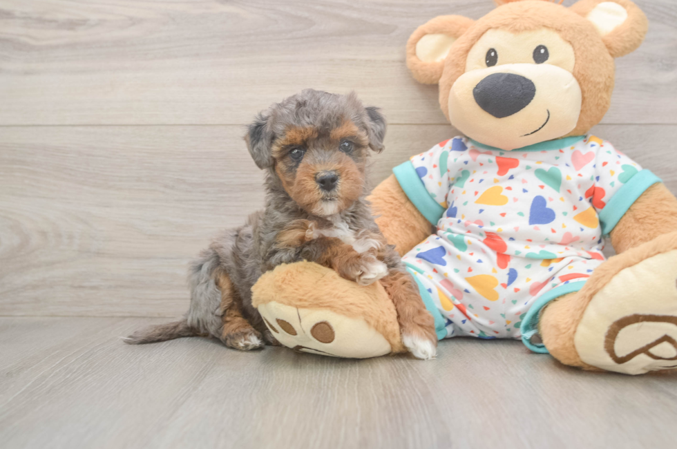 6 week old Havapoo Puppy For Sale - Fairfield Furbabies
