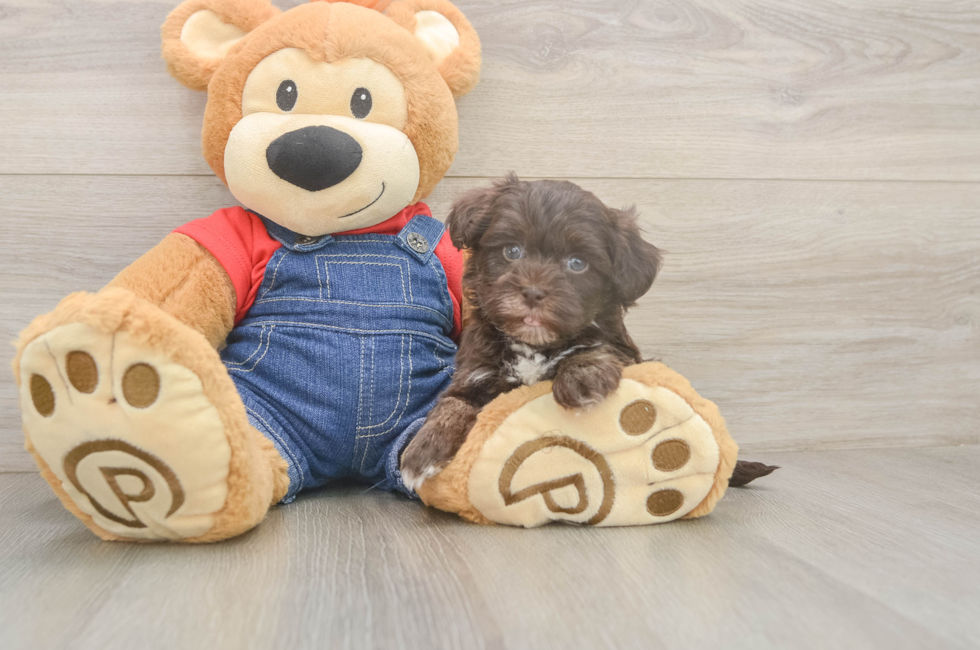6 week old Havapoo Puppy For Sale - Fairfield Furbabies