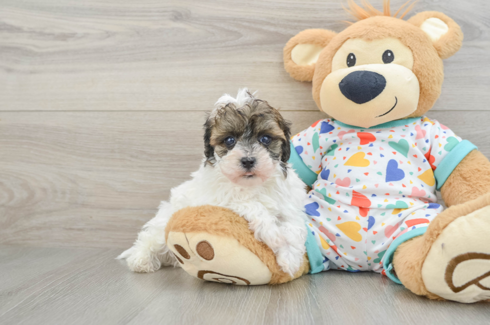 8 week old Havapoo Puppy For Sale - Fairfield Furbabies