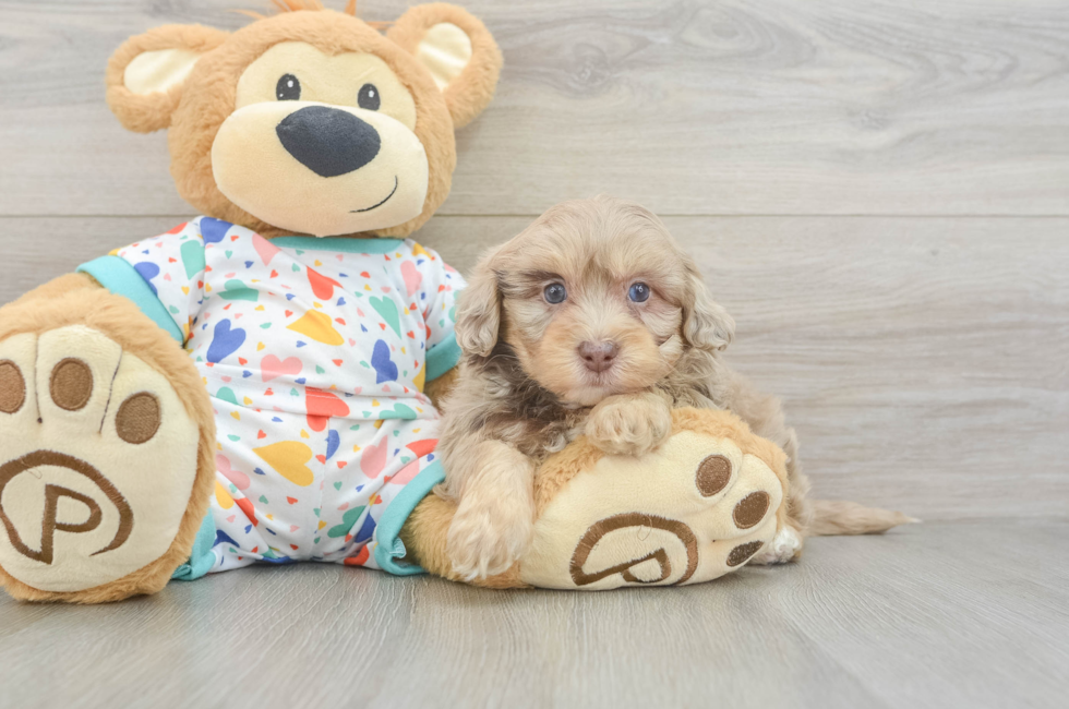 6 week old Havapoo Puppy For Sale - Fairfield Furbabies