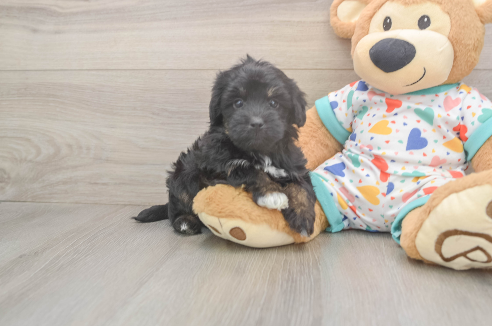 6 week old Havapoo Puppy For Sale - Fairfield Furbabies