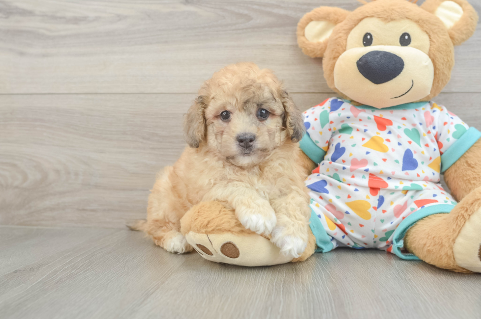 6 week old Havapoo Puppy For Sale - Fairfield Furbabies