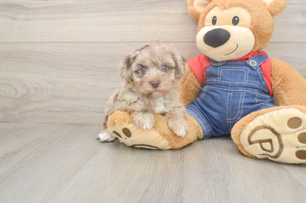 6 week old Havapoo Puppy For Sale - Fairfield Furbabies