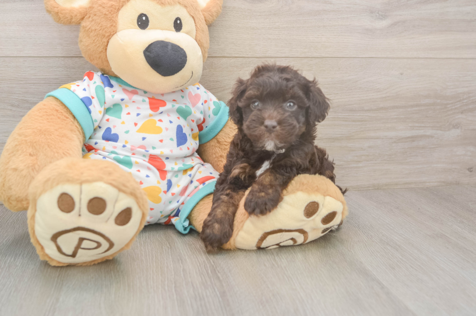 6 week old Havapoo Puppy For Sale - Fairfield Furbabies
