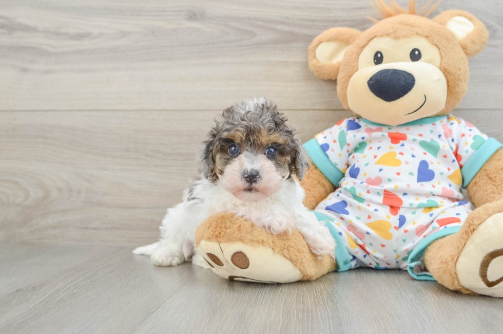 8 week old Havapoo Puppy For Sale - Fairfield Furbabies