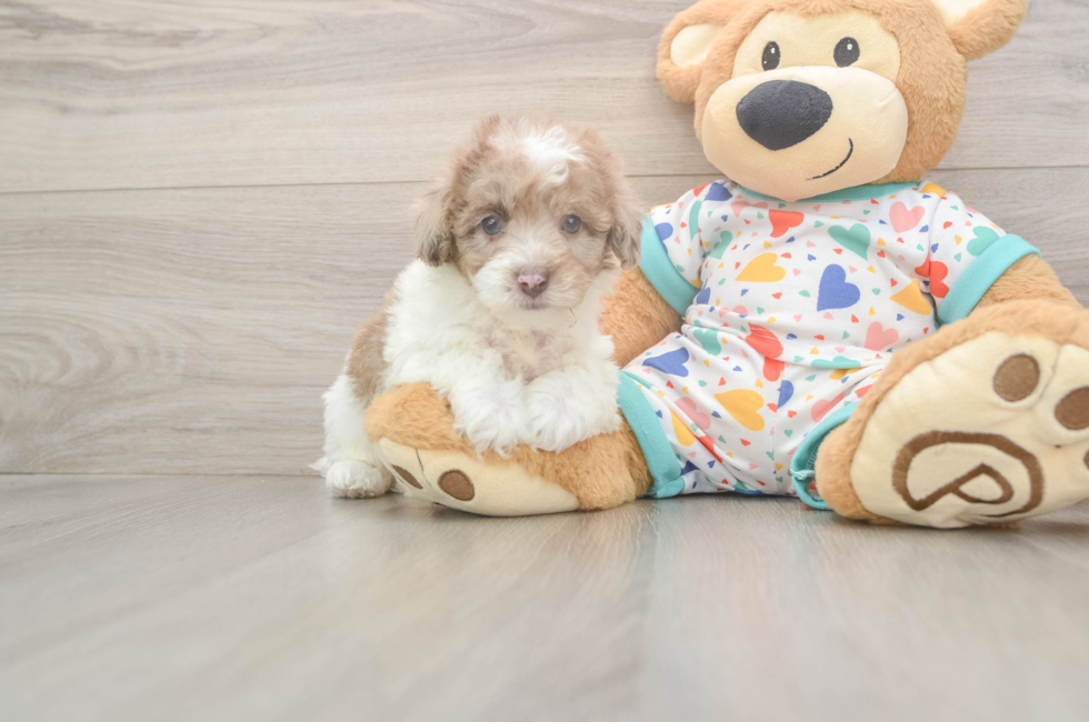 6 week old Havapoo Puppy For Sale - Fairfield Furbabies