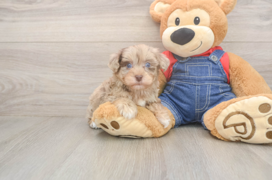 6 week old Havapoo Puppy For Sale - Fairfield Furbabies Energetic Havadoodle Poodle Mix Puppy