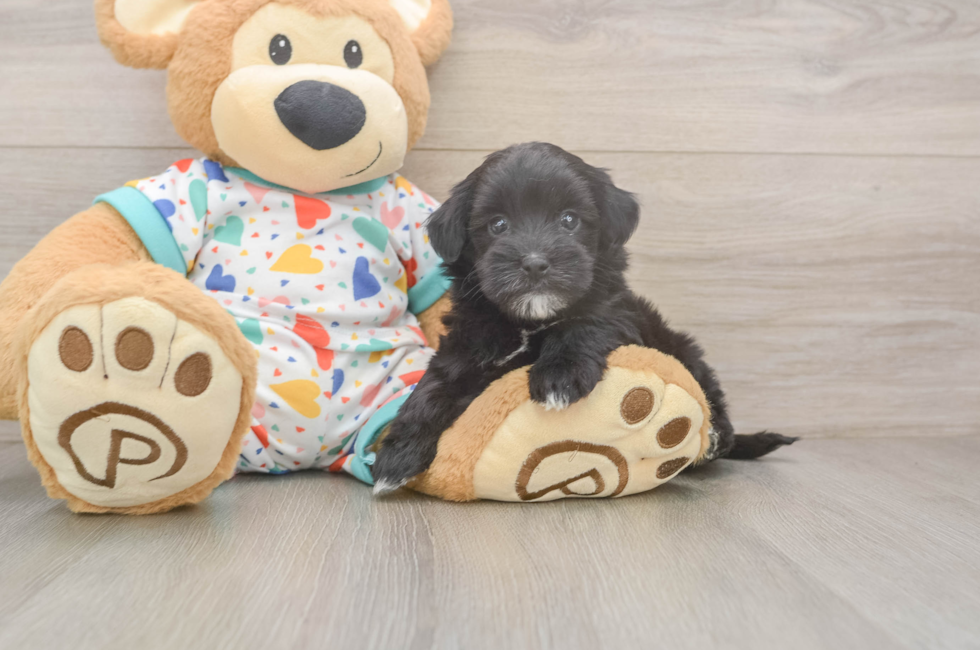 6 week old Havapoo Puppy For Sale - Fairfield Furbabies