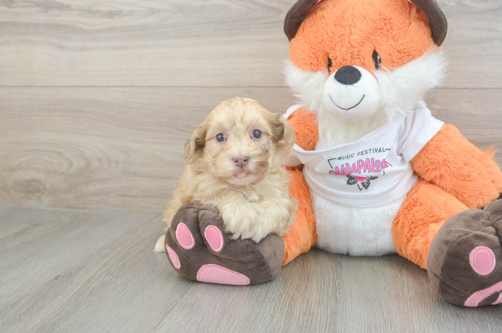 6 week old Havapoo Puppy For Sale - Fairfield Furbabies