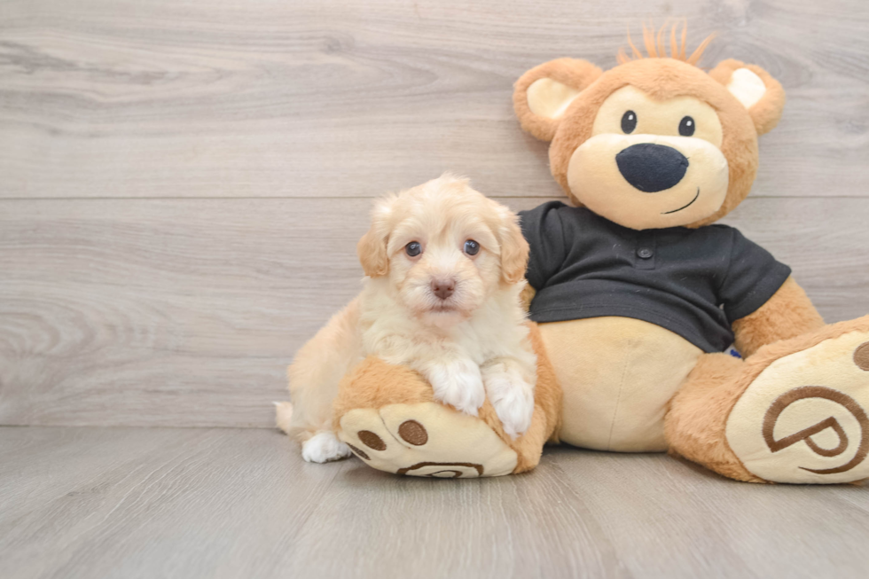 Best Havapoo Baby