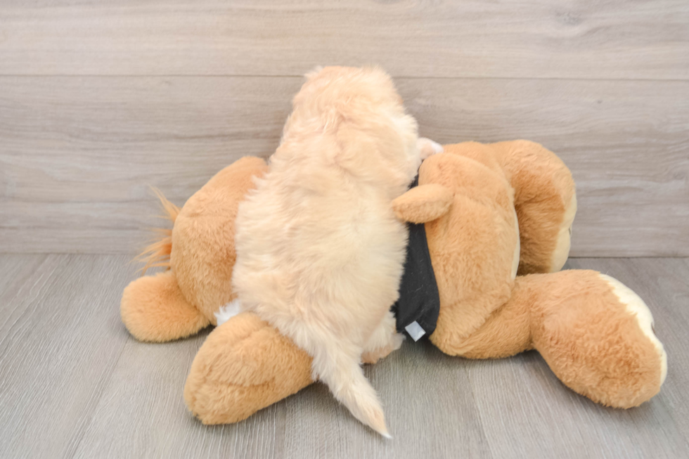 Hypoallergenic Havadoodle Poodle Mix Puppy