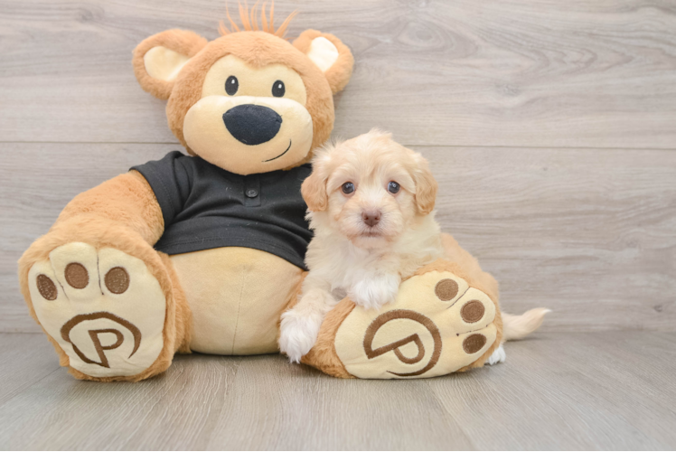 Best Havapoo Baby