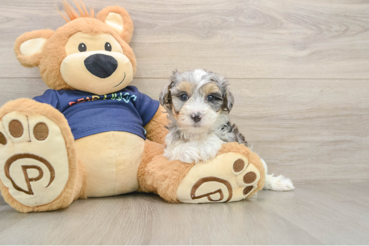 Smart Havapoo Poodle Mix Pup