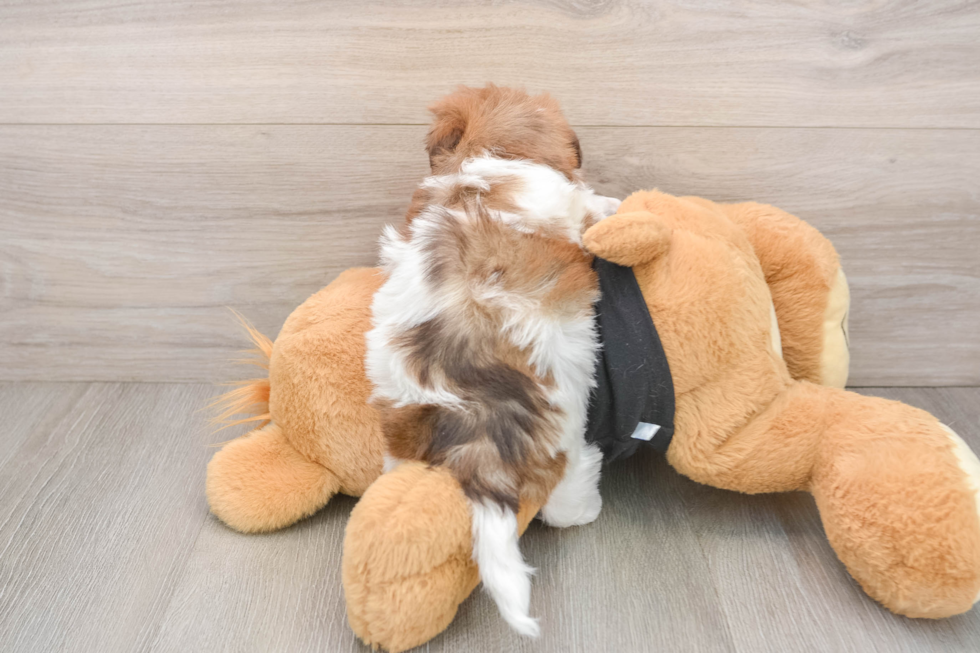 Havapoo Puppy for Adoption