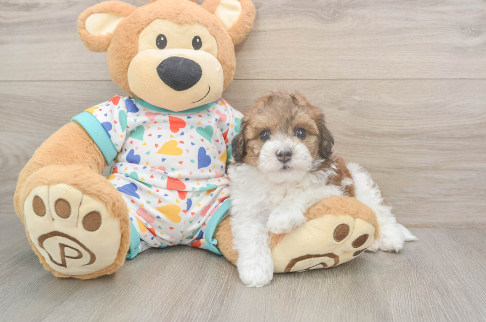 6 week old Havapoo Puppy For Sale - Fairfield Furbabies