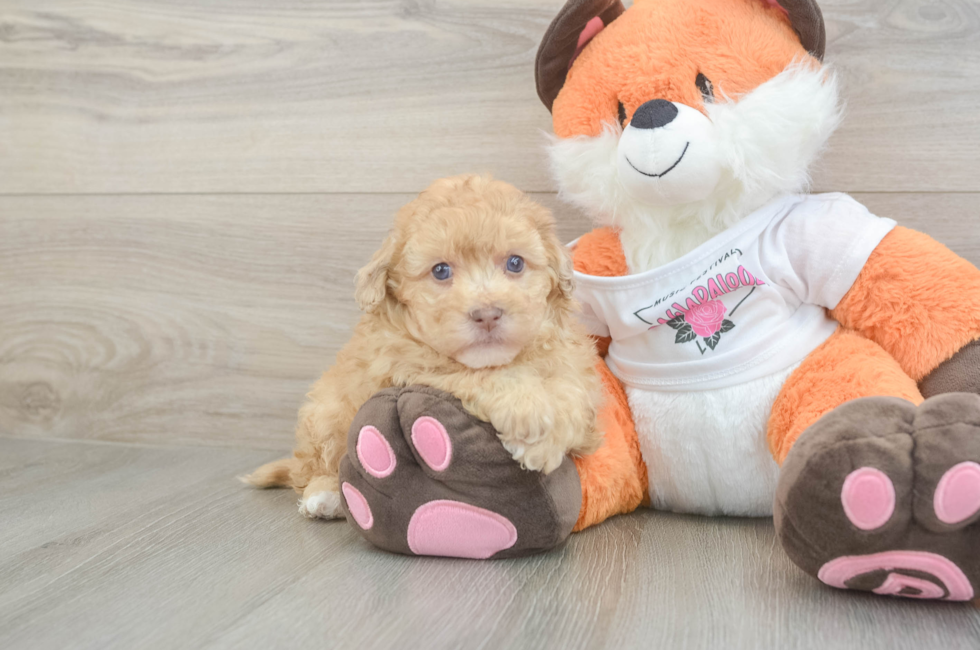 6 week old Havapoo Puppy For Sale - Fairfield Furbabies