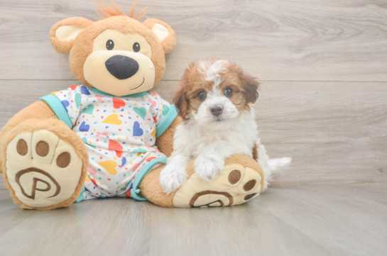 6 week old Havapoo Puppy For Sale - Fairfield Furbabies Best Havapoo Baby