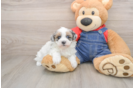 Popular Havapoo Poodle Mix Pup