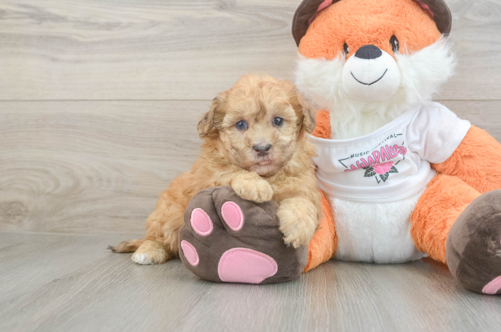 6 week old Havapoo Puppy For Sale - Fairfield Furbabies