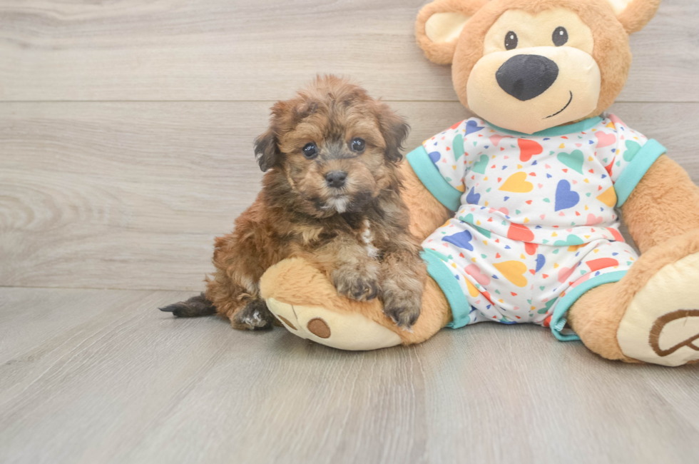 6 week old Havapoo Puppy For Sale - Fairfield Furbabies