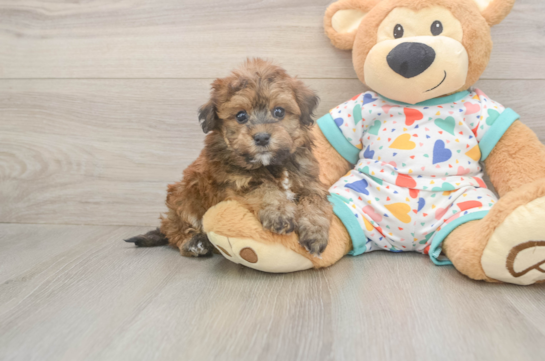 6 week old Havapoo Puppy For Sale - Fairfield Furbabies Happy Havapoo Baby