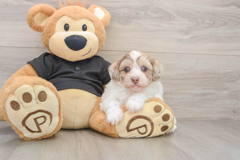 Havapoo Puppy for Adoption