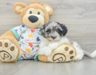 7 week old Havapoo Puppy For Sale - Fairfield Furbabies