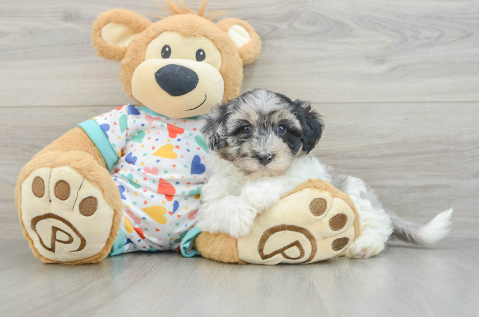 7 week old Havapoo Puppy For Sale - Fairfield Furbabies