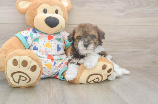 6 week old Havapoo Puppy For Sale - Fairfield Furbabies Happy Havapoo Baby