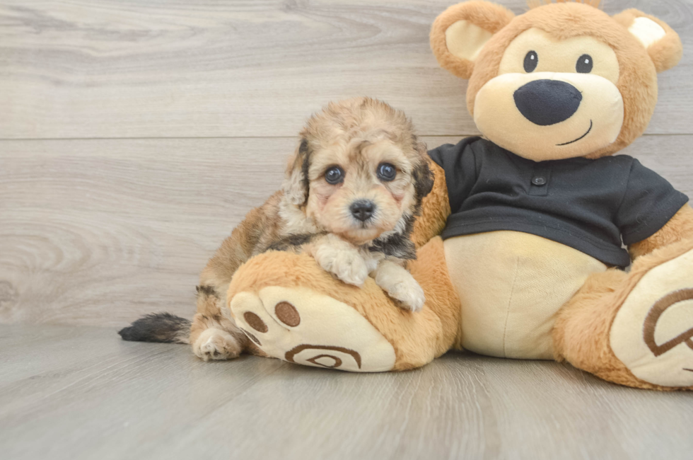 5 week old Havapoo Puppy For Sale - Fairfield Furbabies