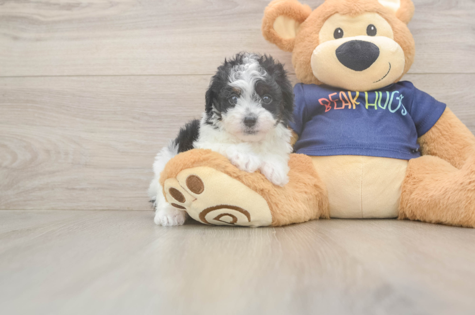 7 week old Havapoo Puppy For Sale - Fairfield Furbabies