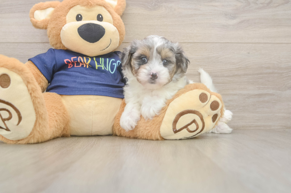 7 week old Havapoo Puppy For Sale - Fairfield Furbabies