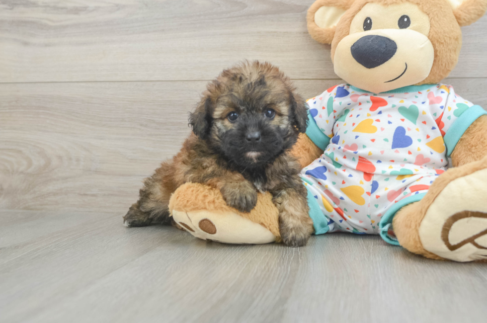 7 week old Havapoo Puppy For Sale - Fairfield Furbabies