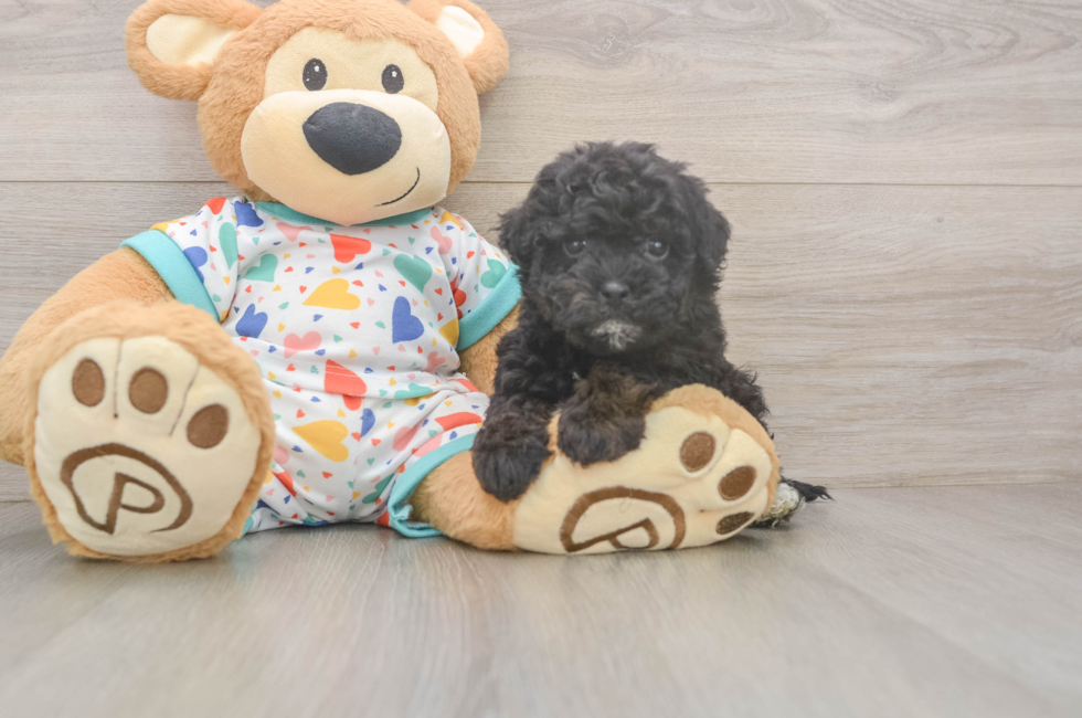 7 week old Havapoo Puppy For Sale - Fairfield Furbabies