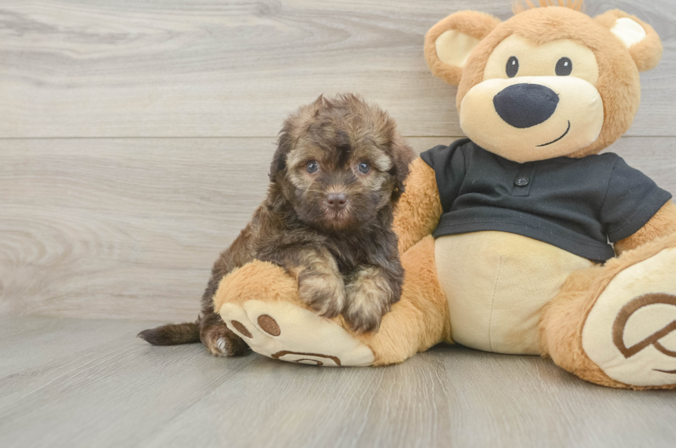 5 week old Havapoo Puppy For Sale - Fairfield Furbabies