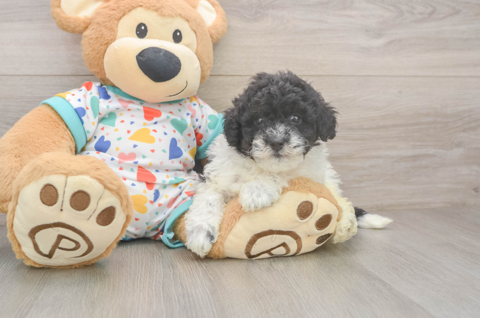 7 week old Havapoo Puppy For Sale - Fairfield Furbabies