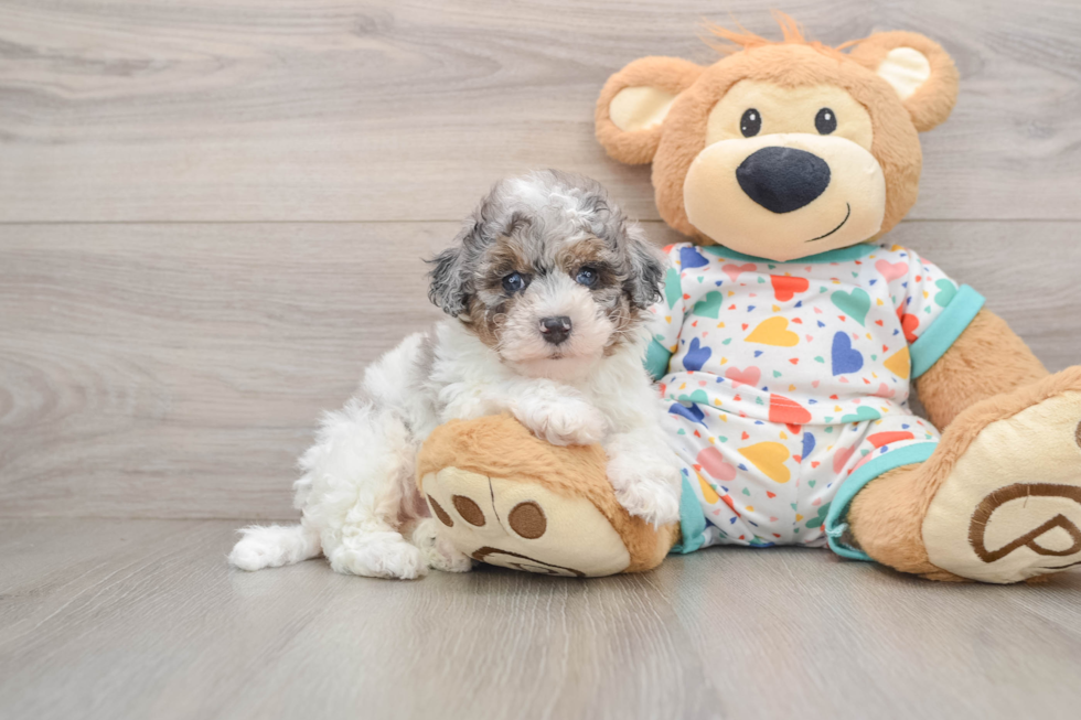 Sweet Havapoo Baby