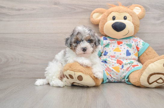 Sweet Havapoo Baby