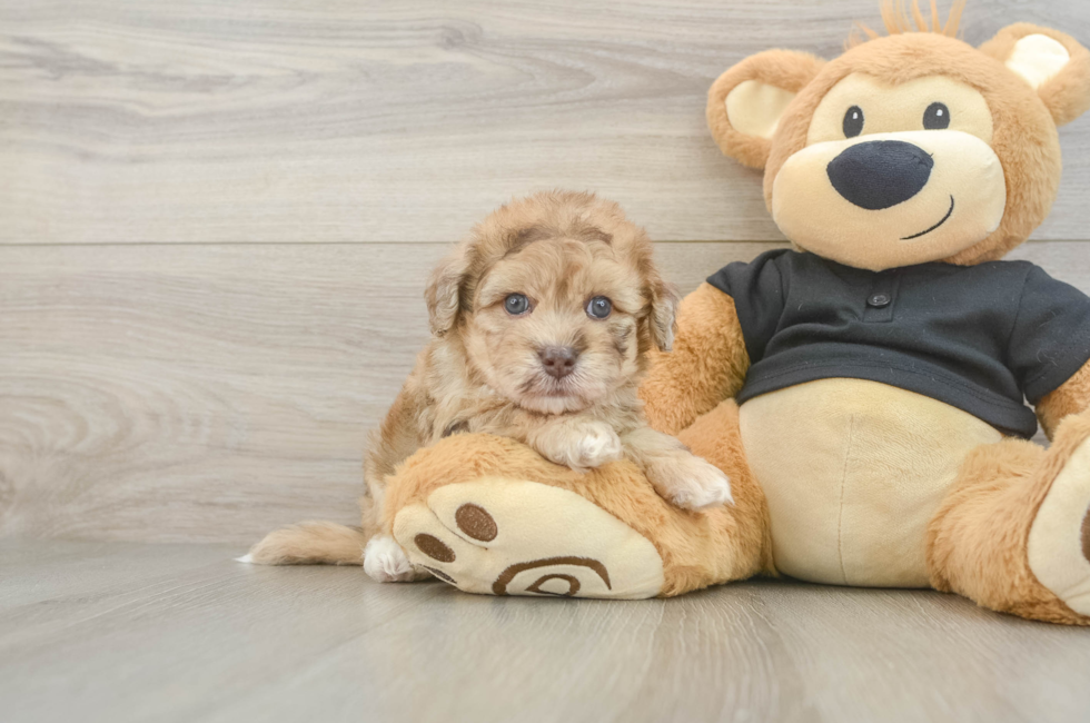 5 week old Havapoo Puppy For Sale - Fairfield Furbabies