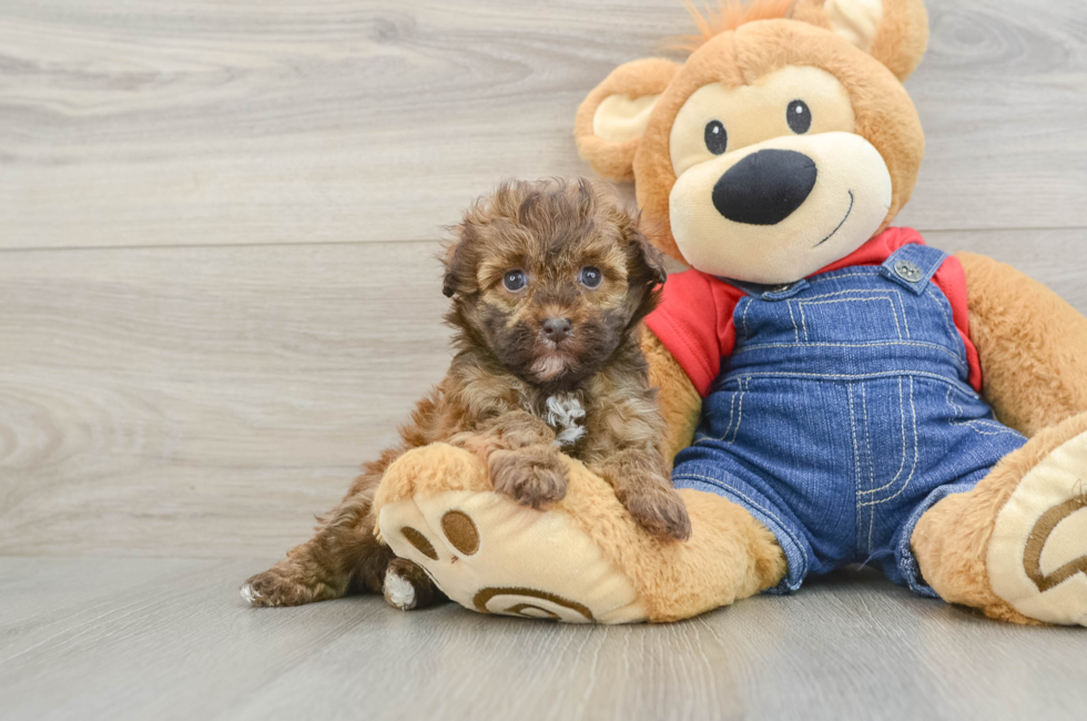 6 week old Havapoo Puppy For Sale - Fairfield Furbabies