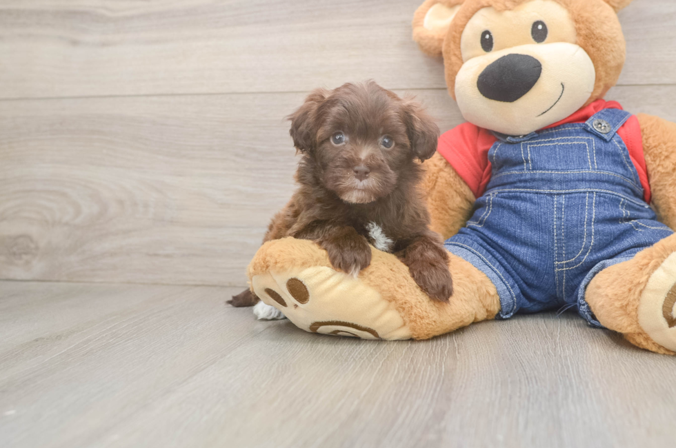 7 week old Havapoo Puppy For Sale - Fairfield Furbabies