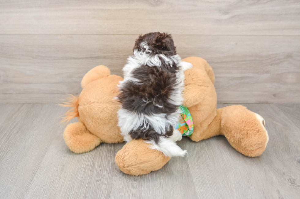 Fluffy Havapoo Poodle Mix Pup