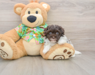 8 week old Havapoo Puppy For Sale - Fairfield Furbabies