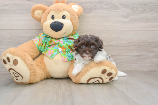 Best Havapoo Baby
