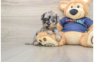 Havapoo Pup Being Cute