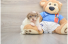 Energetic Havadoodle Poodle Mix Puppy