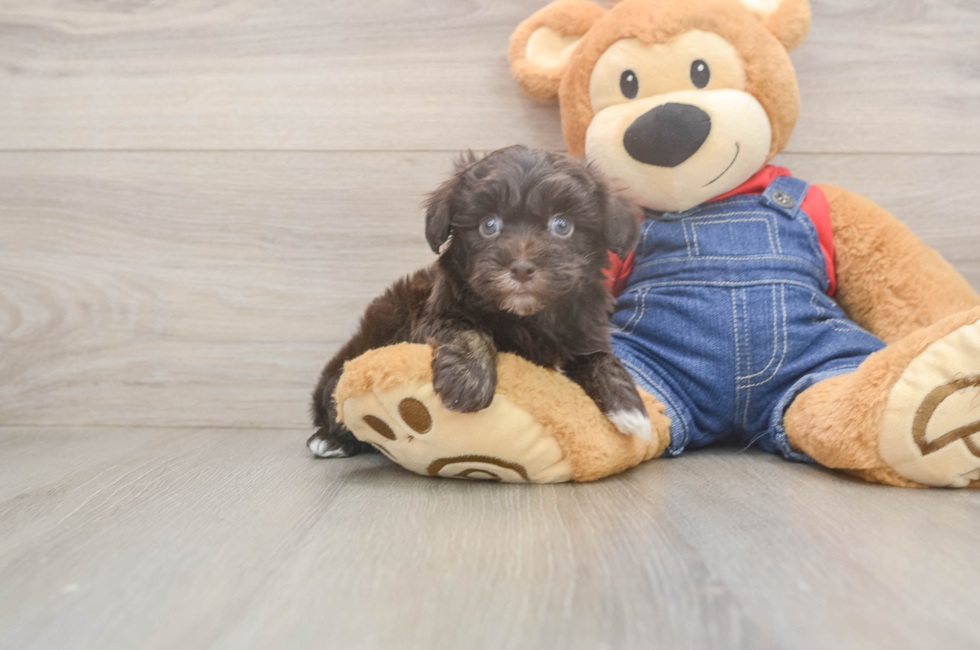 7 week old Havapoo Puppy For Sale - Fairfield Furbabies