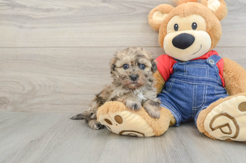 6 week old Havapoo Puppy For Sale - Fairfield Furbabies